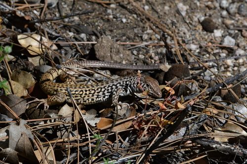 iNaturalist observation photo of Western Whiptail
