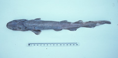 Apristurus