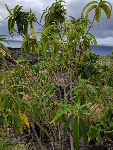 Image of Pendulous Boehmeria (Boehmeria penduliflora) by no rights reserved