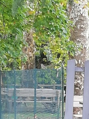 Phoenicurus ochruros