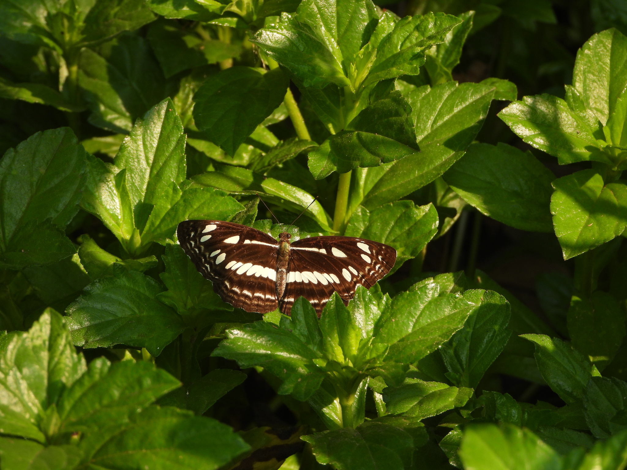 Chestnut-Streaked Sailer