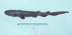 Apristurus melanoasper