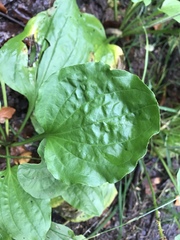 Plantago major