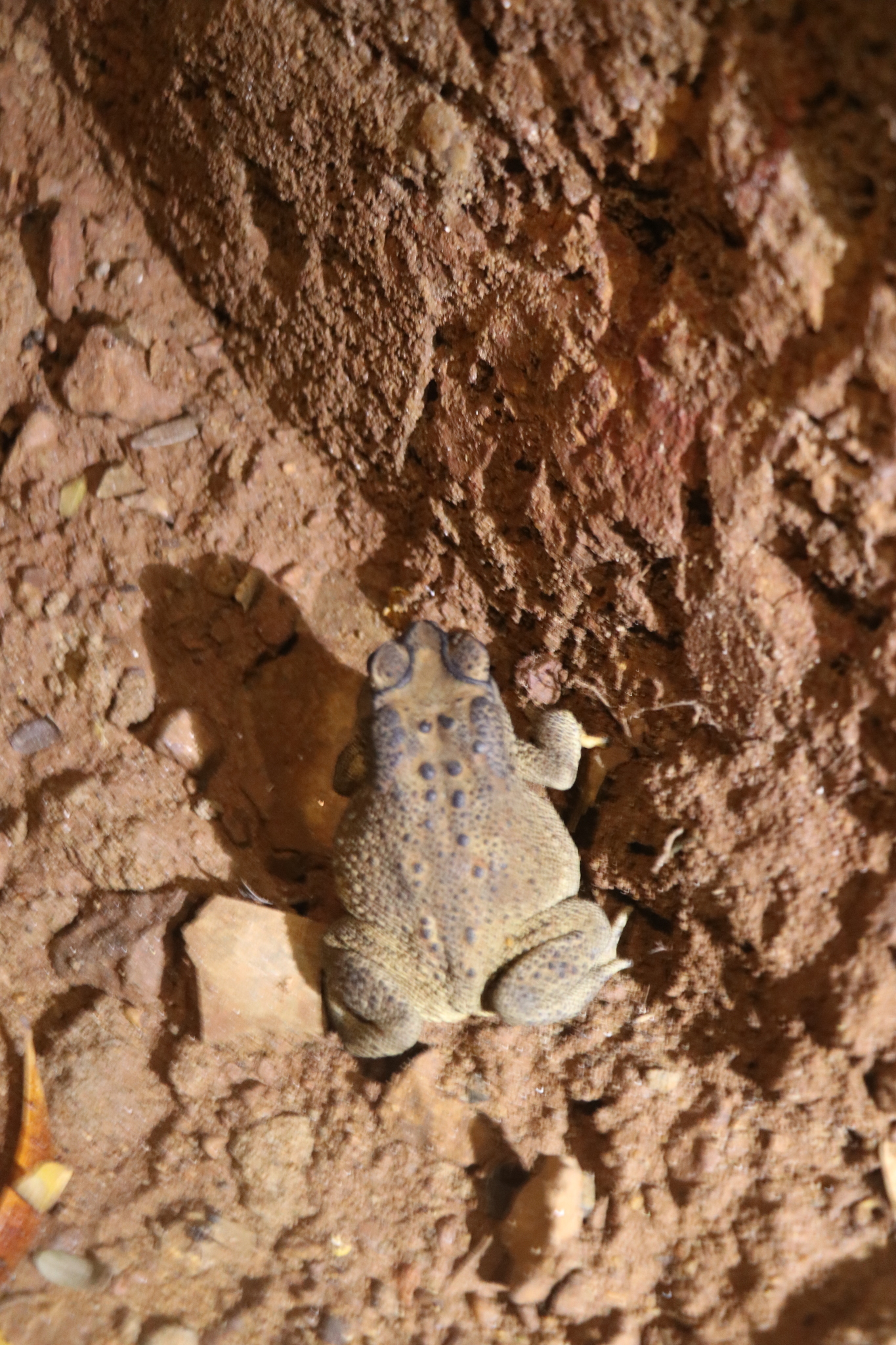 Indian Common True Toad
