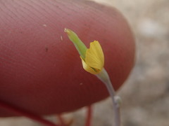 Eschscholzia minutiflora