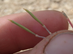 Eschscholzia minutiflora