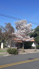 Tabebuia roseoalba