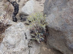 Dudleya abramsii calcicola