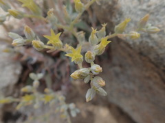 Dudleya abramsii calcicola