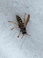 Polistes chinensis
