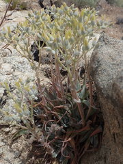 Dudleya abramsii calcicola