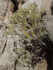 Dudleya abramsii calcicola