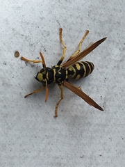 Polistes chinensis