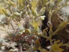 Dudleya abramsii calcicola