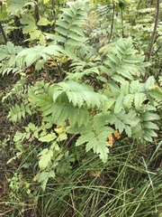 Sorbus aucuparia