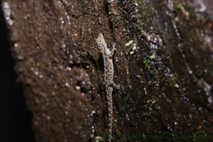 Cnemaspis amboliensis