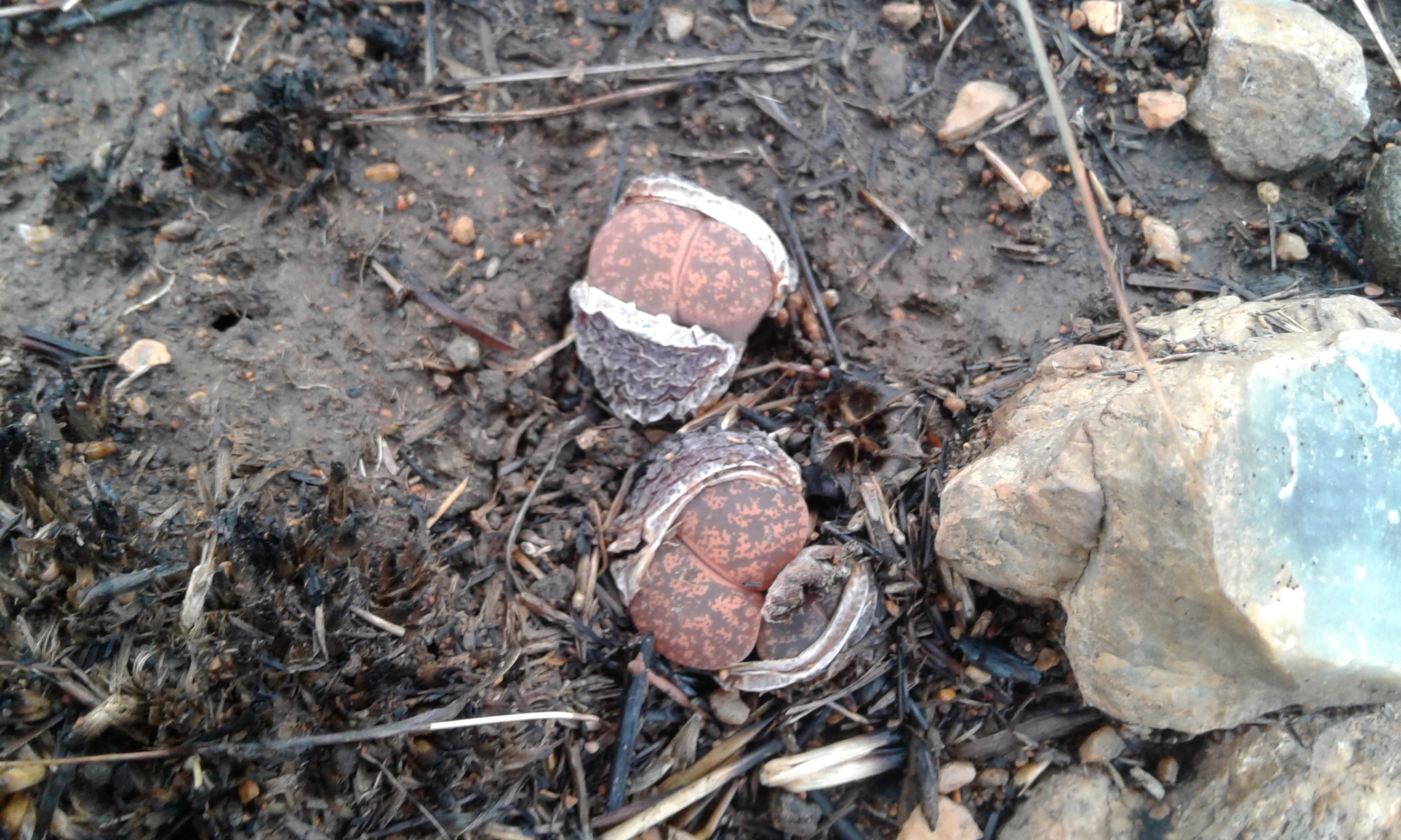 Lithops lesliei var. rubrobrunnea C017 South Africa 2