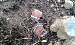 Lithops lesliei