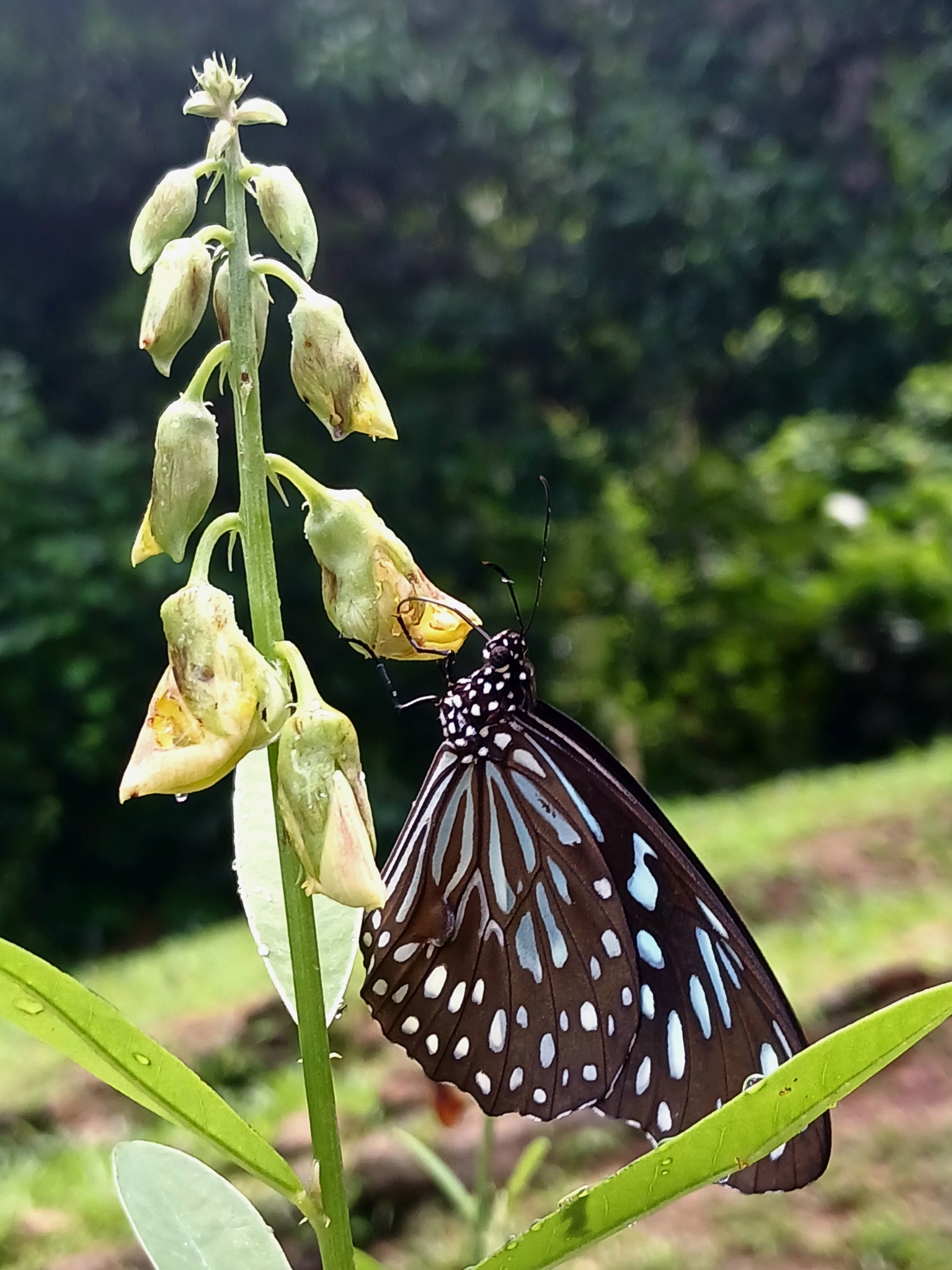 Dark Blue Tiger