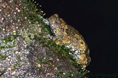 Indian Dot Frog photo 4