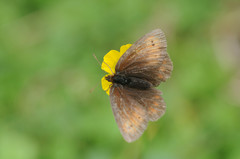 Erebia epiphron