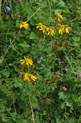 Jacobaea abrotanifolia