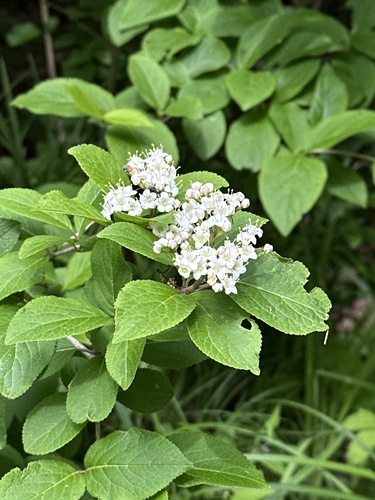 Manchurian viburnum (Viburnum burejaeticum)