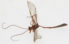 Enicospilus pacificus