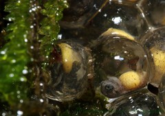 Pseudophilautus amboli