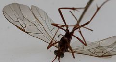 Enicospilus pacificus