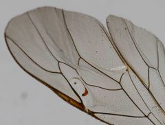 Enicospilus pacificus