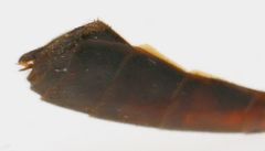 Enicospilus pacificus