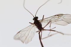 Enicospilus pacificus