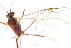 Enicospilus pacificus