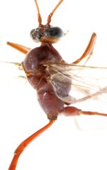 Enicospilus pacificus