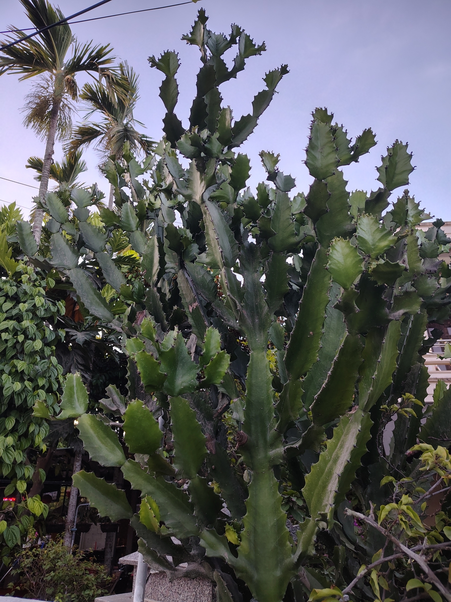 Euphorbia lactea (Euphorbia lactea)
