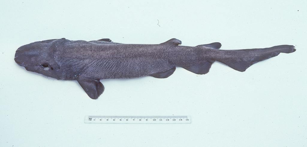 Bulldog Catshark