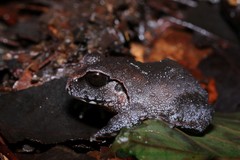 Sphaerotheca dobsonii