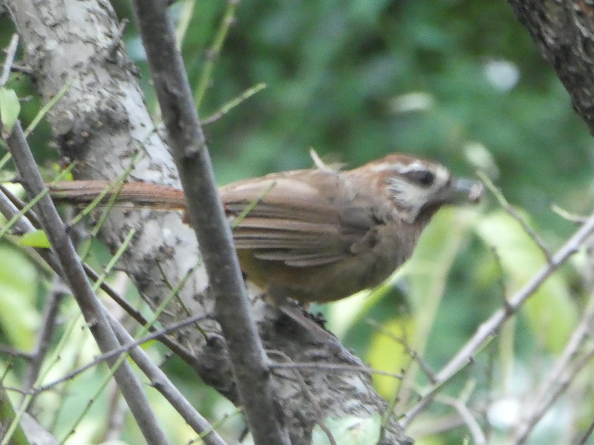 White-browed Laughingthrush