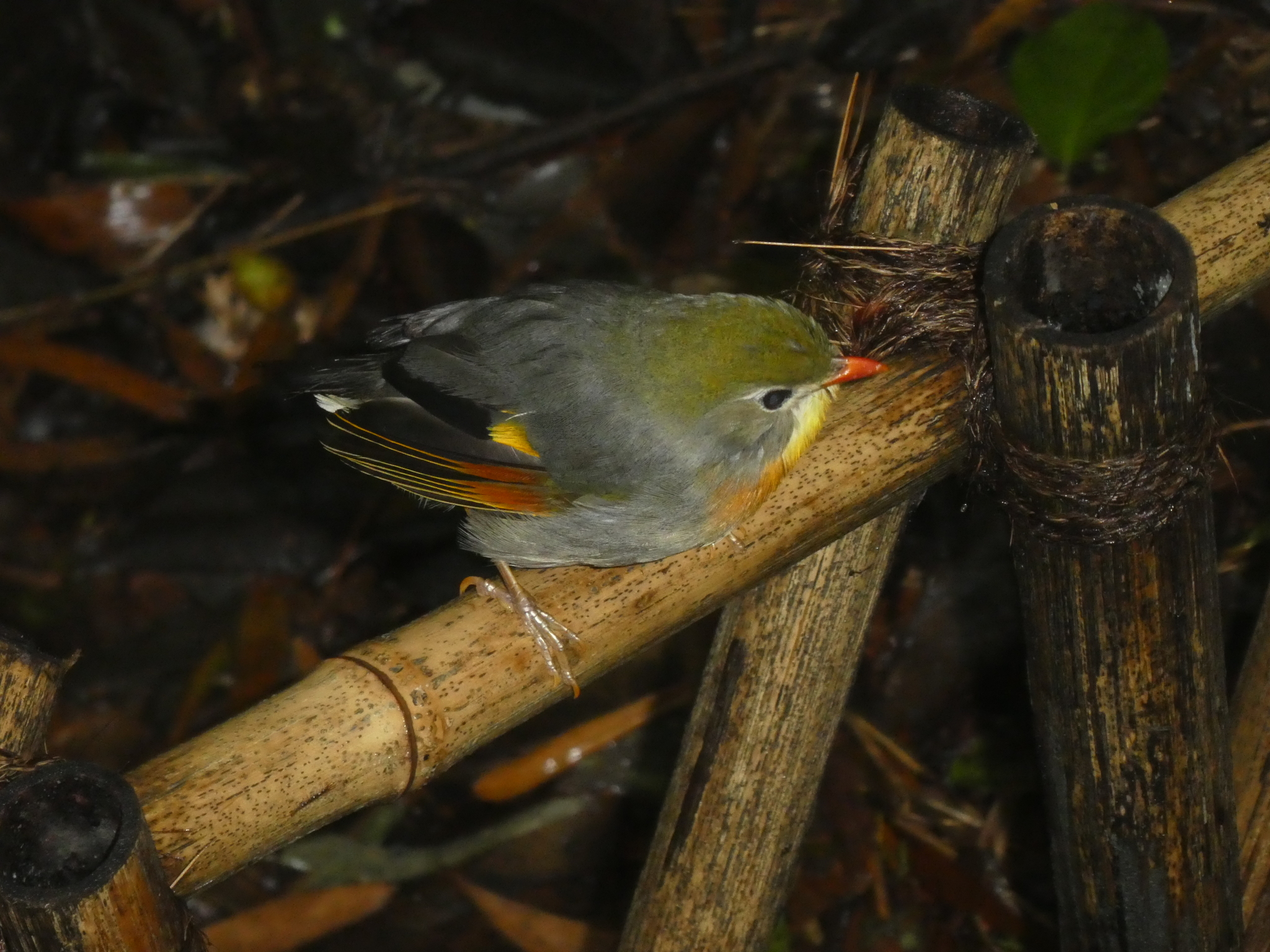 Red-billed Leiothrix
