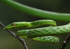 Ahaetulla