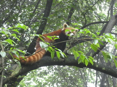 Ailurus fulgens