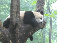 Ailuropoda melanoleuca