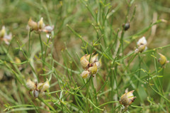 Genista radiata