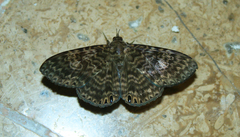 Dialithis gemmifera