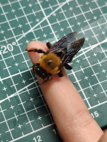 Appendiculate Carpenter Bee