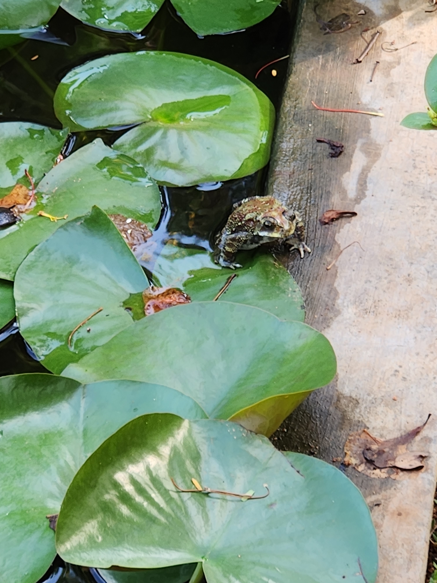 Indian Common True Toad