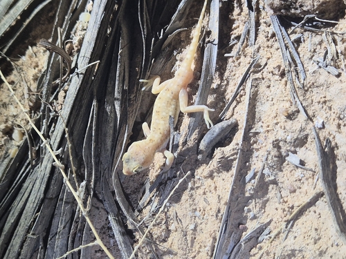 Anderson's Short-fingered Gecko
