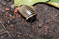 Arthrosphaera