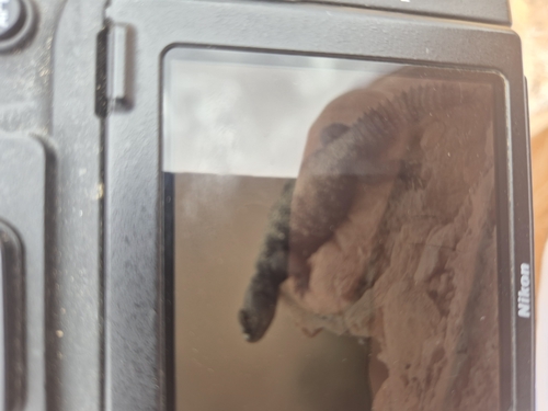 North African Spiny-tailed Lizard
